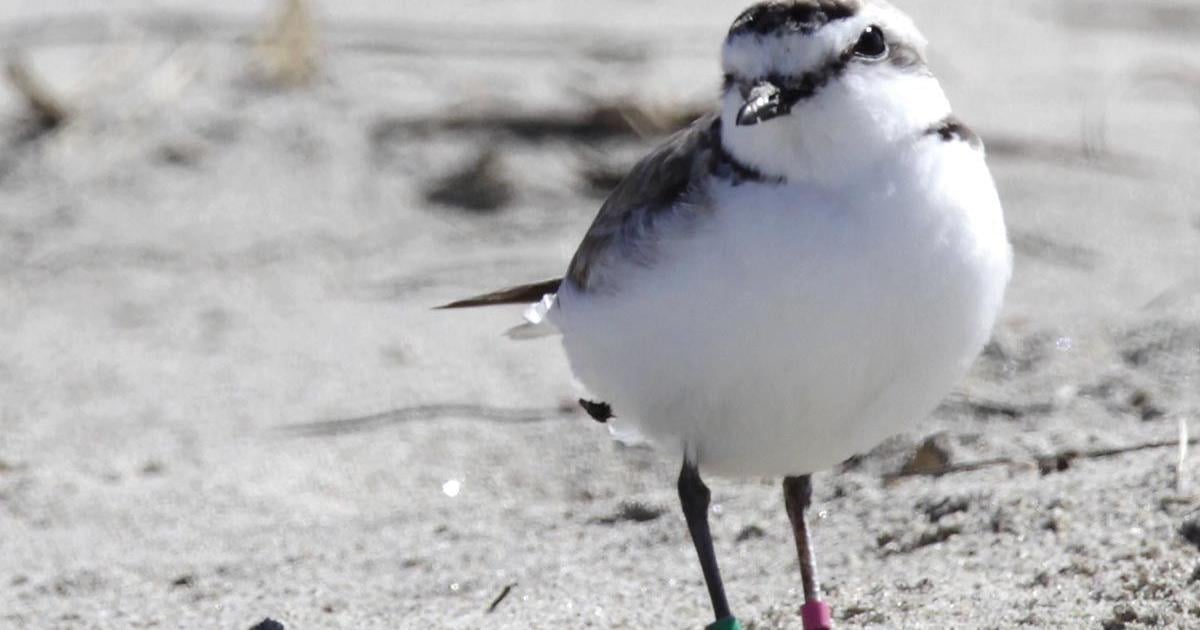 Vandenberg lifts seasonal beach restrictions as snowy plover chicks fledge