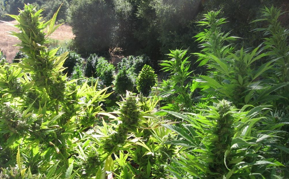 Cannabis forest, file photo