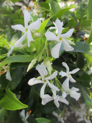 Star jasmine blooms with fragrant profusion.