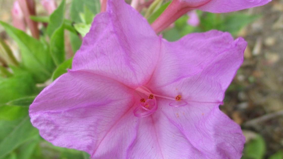 Seasonal adjustments hold gardening attention-grabbing | Tony Tomeo | House & Backyard