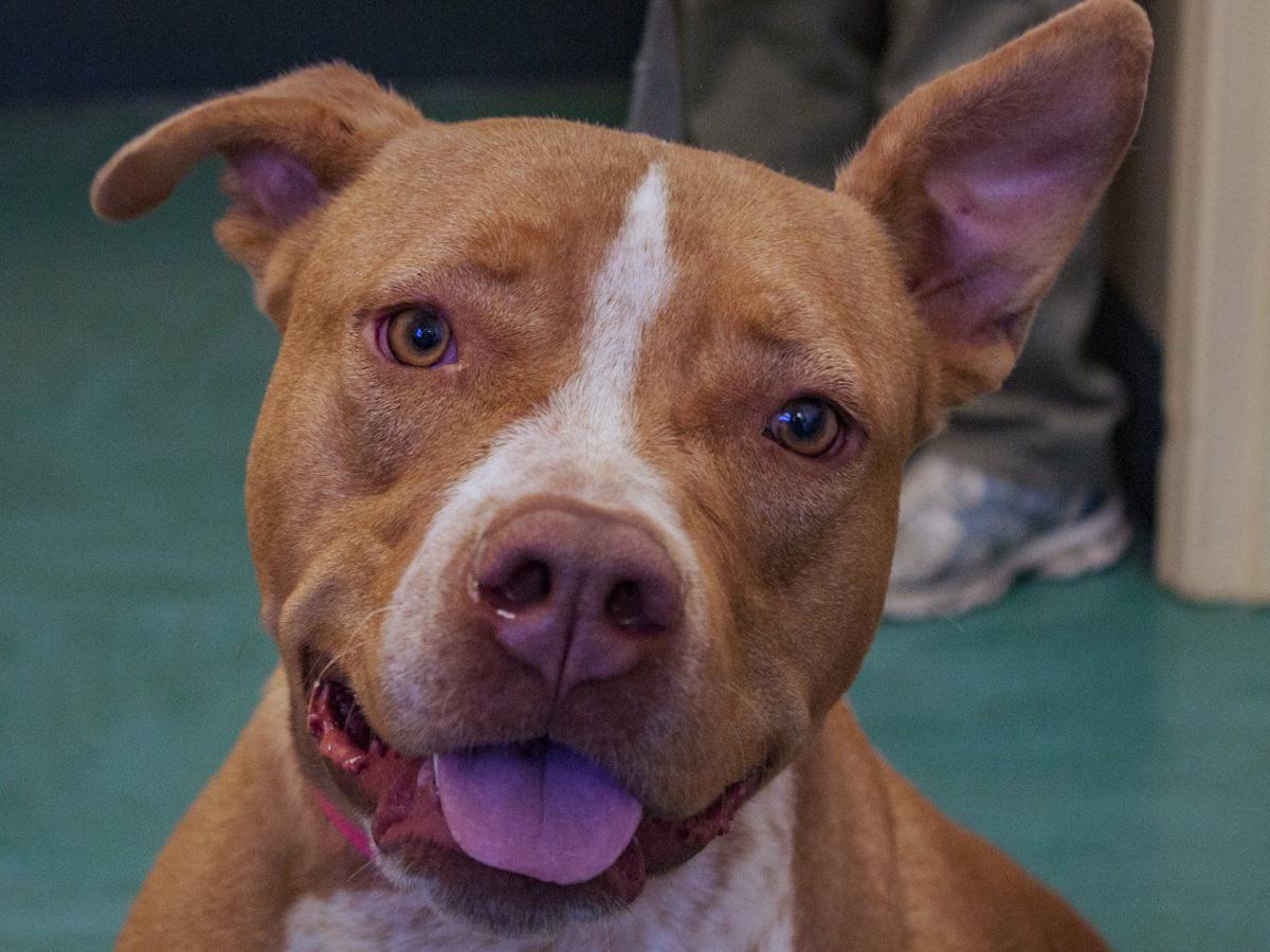 CAPA Pet of the Week -- Ole