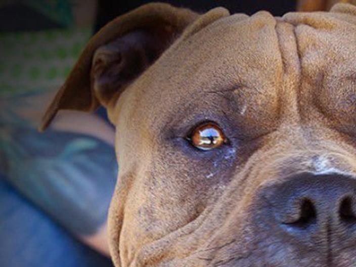 Capa Pet Of The Week Canelo Pets Lompocrecord Com