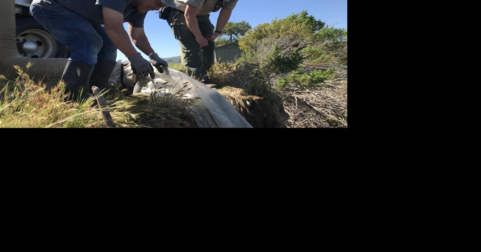 Cachuma Lake stocked with rainbow trout ahead of this weekend's fish