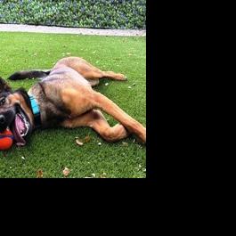 CAPA Pet of the Week: Bridgette