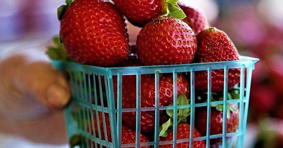 Strawberry production up significantly over last several years, officials say