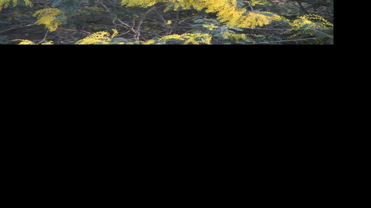 Tony Tomeo: Invasive weeds waste no time | House & Back garden
