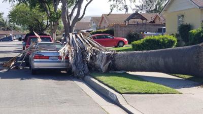 Tree down
