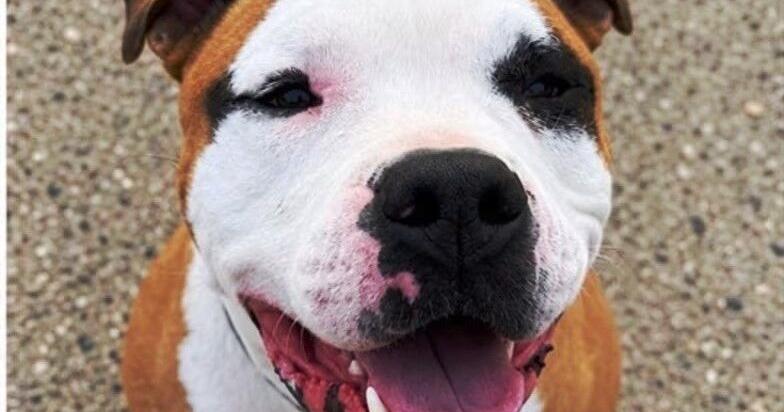 CAPA Pet of the Week: Scrappy Do