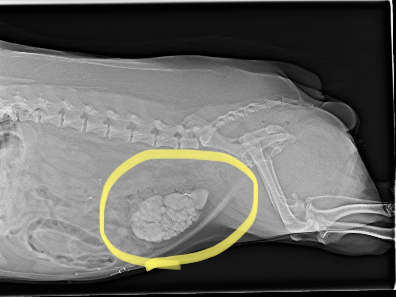 Bladder stones shop in dogs treatment