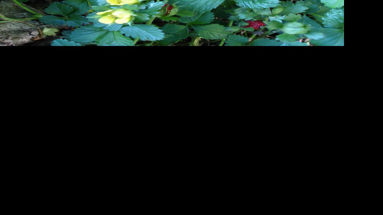 Download Highlight: Mock strawberry | Columnists | lompocrecord.com