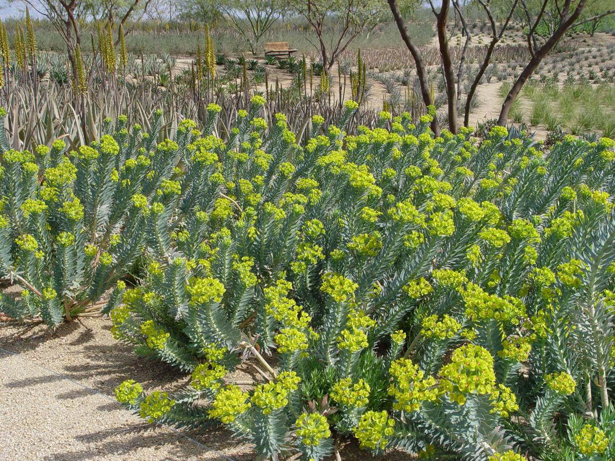 Yardsmart How to prevent gophers, other burrowing rodents Lifestyles