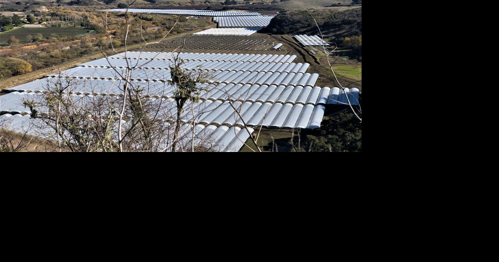 Race for cannabis land use entitlement in Santa Barbara County turns to ...
