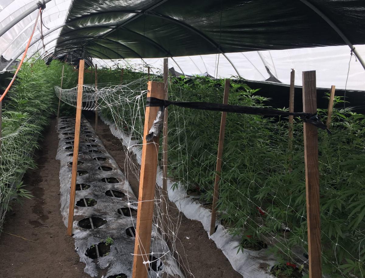061719 Buellton cannabis bust-plants growing