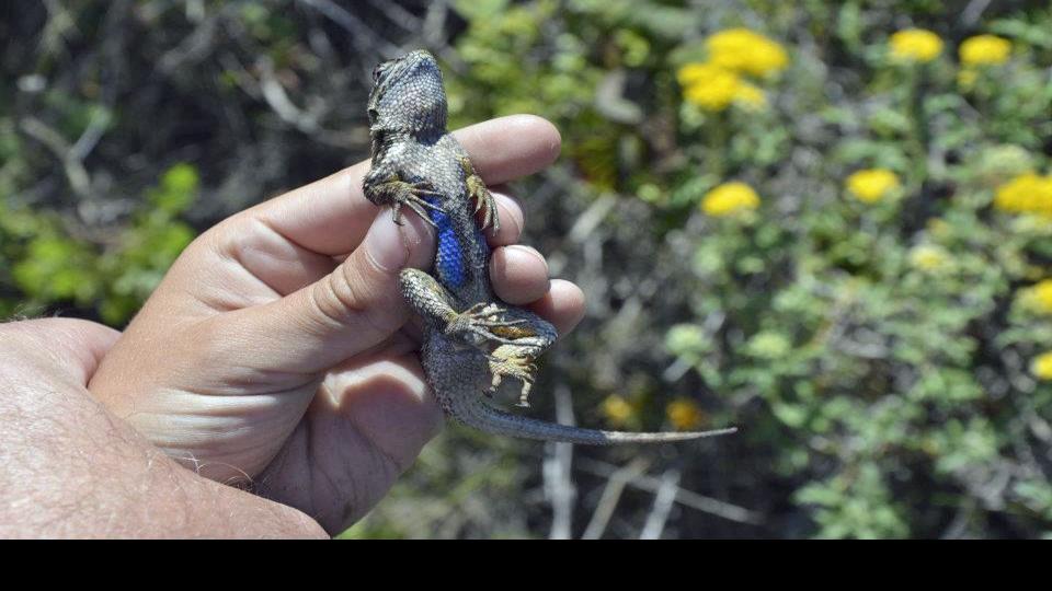Lizards Can Protect Us From Ticks Local News Lompocrecord Com