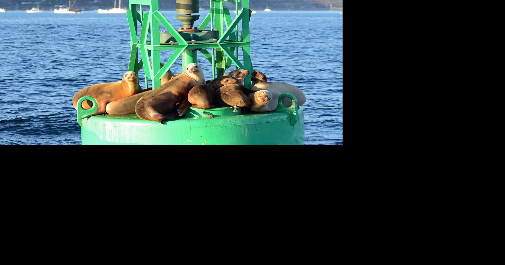 Many climate models predict a very strong 'Godzilla' El Nino for this winter