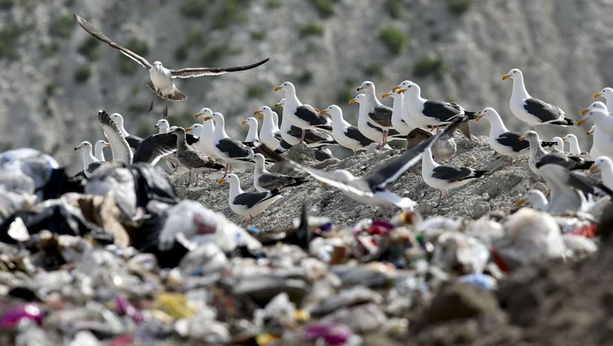 Bird battle Falconers use hawks to rid local landfills of gulls