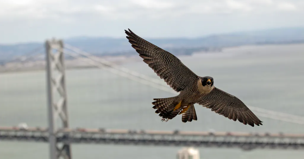 Building California: How will the infrastructure deal affect development, wildlife? - Vimarsana News