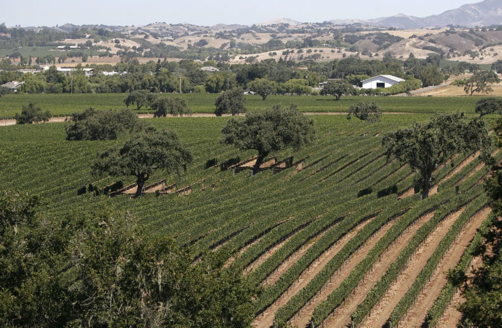 2011 Camp 4 vineyards