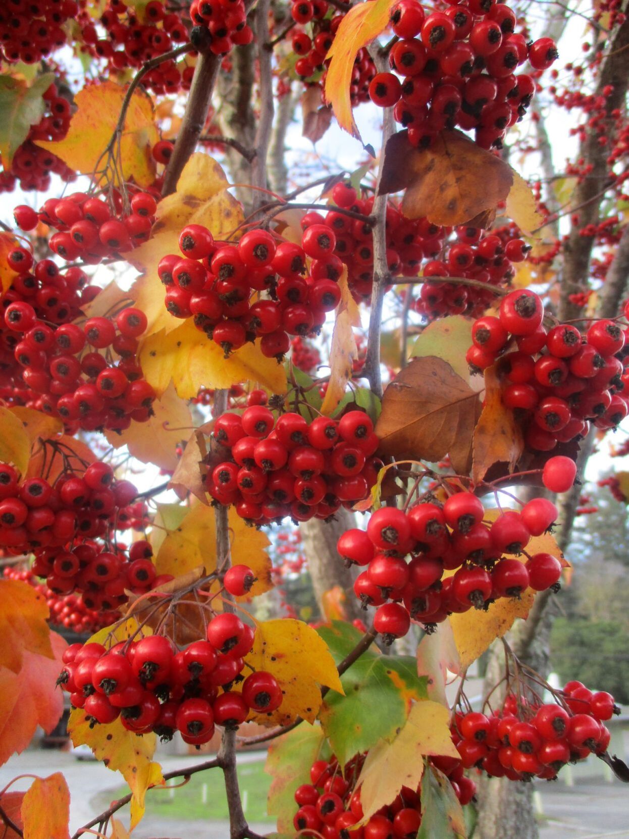 What are the Beautiful Red Berries by the Road? - LAND DESIGNS