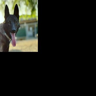 CAPA Pet of the Week: Champ