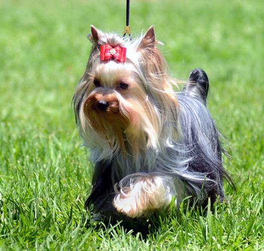 Lompoc dog show in full swing Local News