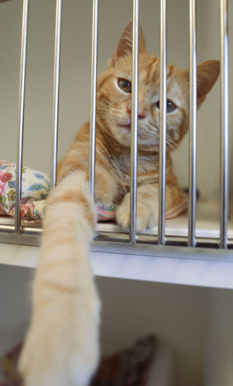 Cats free to good homes in 3rd-annual Certified Pre-Owned Cat Sale ...