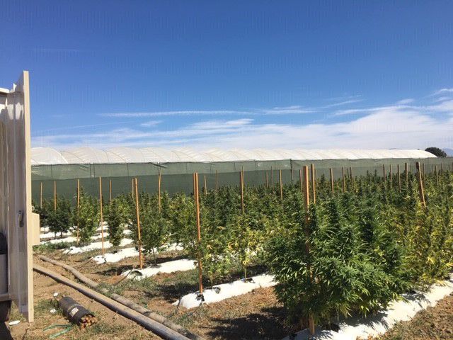 Illegal cannabis operation in North County