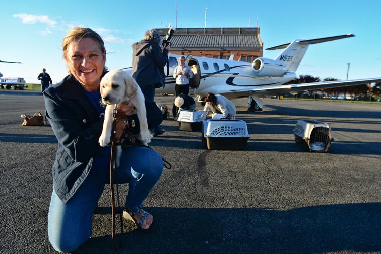 canine companions 5.jpg