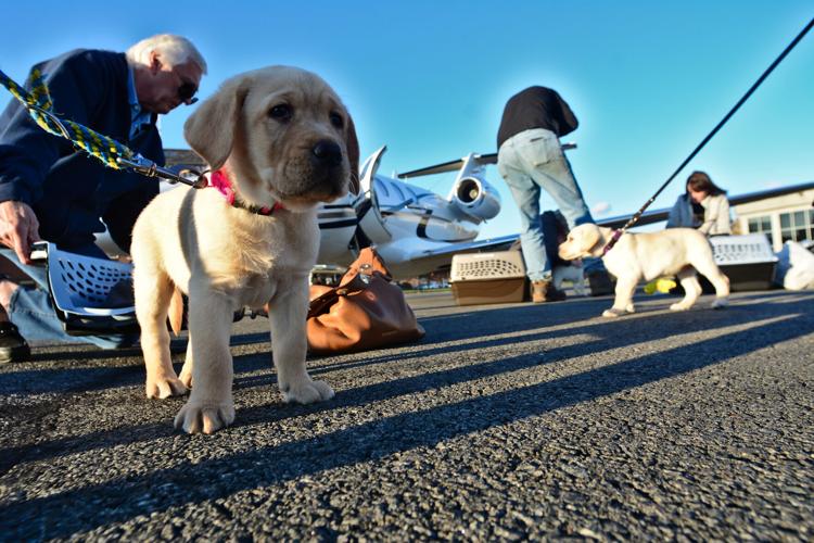 canine companions 7.jpg