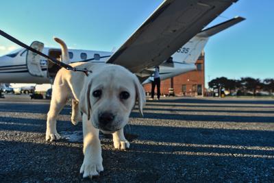 canine companions 9.jpg