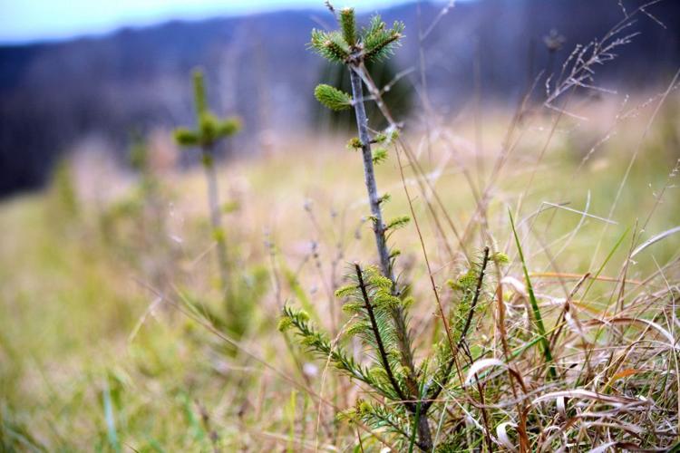 Christmas Tree Farmer Fights TreeKilling Fungus Business