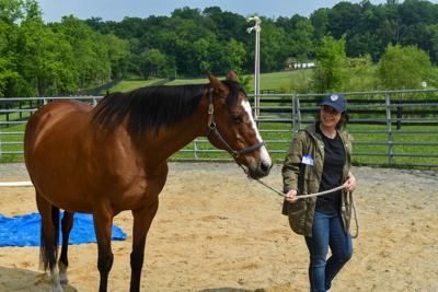 Arc of Loudoun Ends Project Horse | Giving Back | loudounnow.com