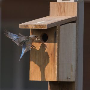 Monitoring a Bluebird Nestbox Trail – Conservation Corps Minnesota & Iowa