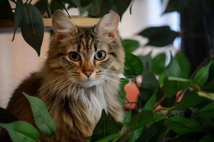 Coffee, Cookies and Cats Leesburg’s First Cat Café Opens Friday