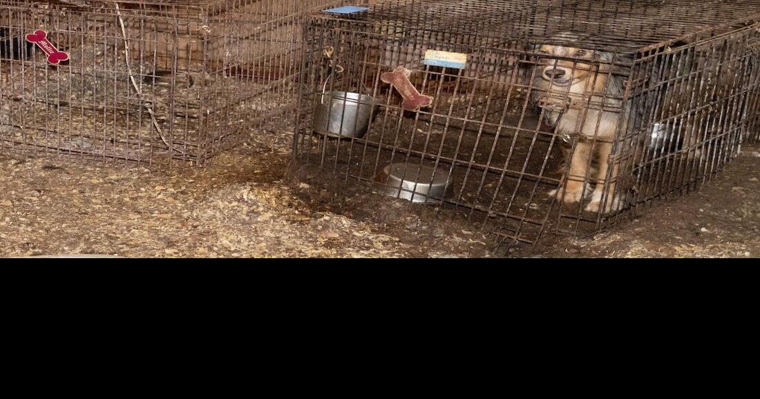 Loudoun County Animal Services Seizes 24 Dogs, Cats at Middleburg Home | Public Safety