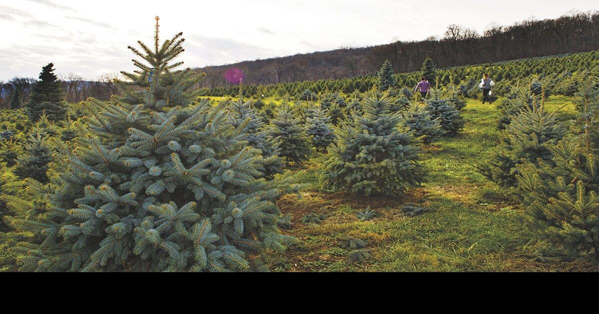 Loudoun Christmas Tree Growers Prepare for Rush Business