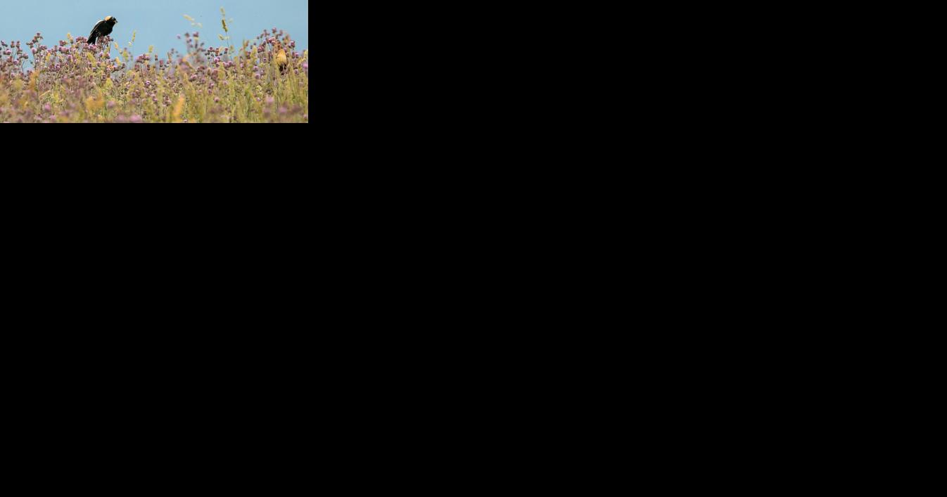 Farm Grassland Incentives Available in Loudoun - Vimarsana News