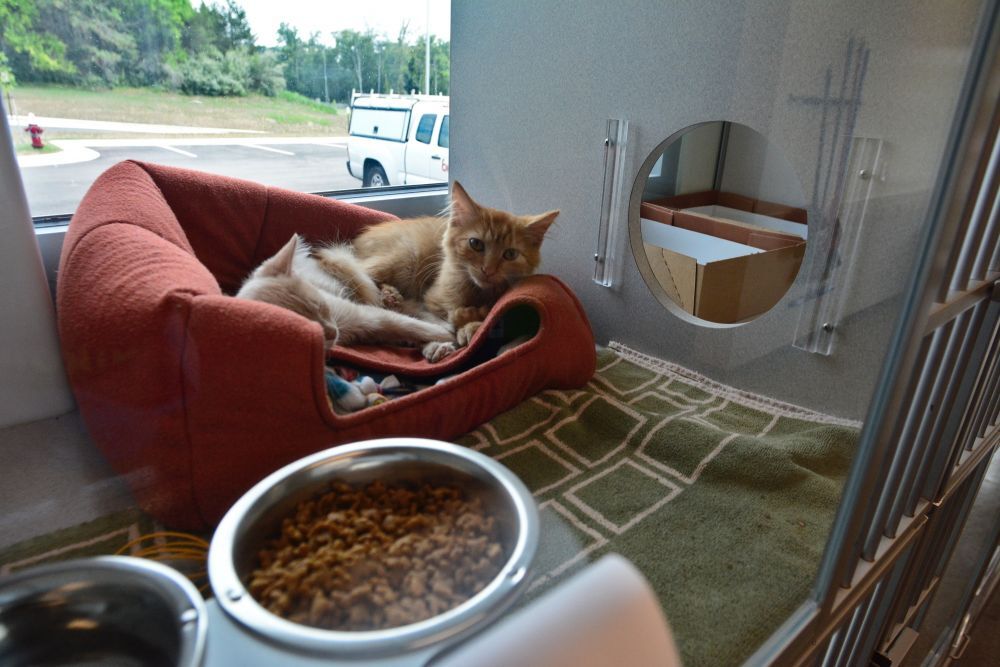 A Fur-st of Its Kind: Loudoun Unveils New Animal Shelter | Archives | A Fur-st of Its Kind: Loudoun Unveils New Animal Shelter | Archives |