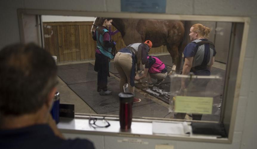 Not Just a Horse Hospital Equine Medical Center at the Forefront of Technology Archives
