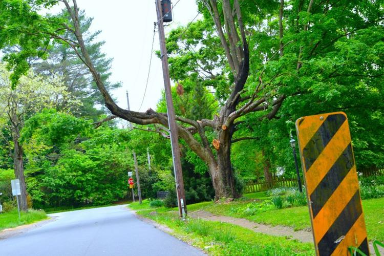 Dominion Tree Dominion Tree Trimming Troubles Waterford Residents | Multimedia ...