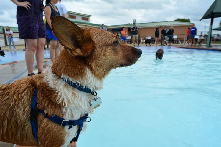 Photo Gallery: Dogs Swim at Leesburg's Ida Lee Park | Archives |  