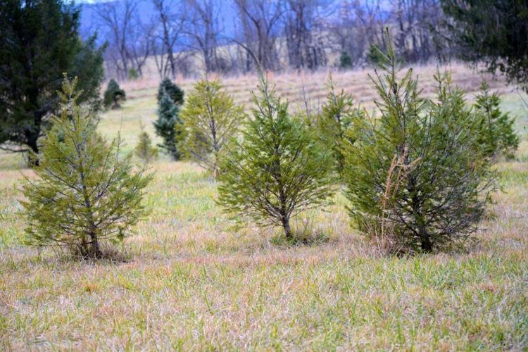 Christmas Tree Farmer Fights TreeKilling Fungus Business