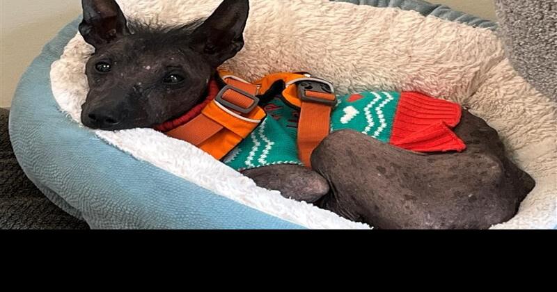 LCAS: Dogs Abandoned for Months, Sterling Woman Charged | News