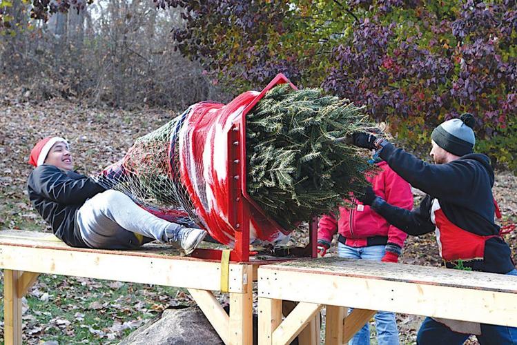 Fresh Trees and Family Time Making It a CutYourOwn Christmas