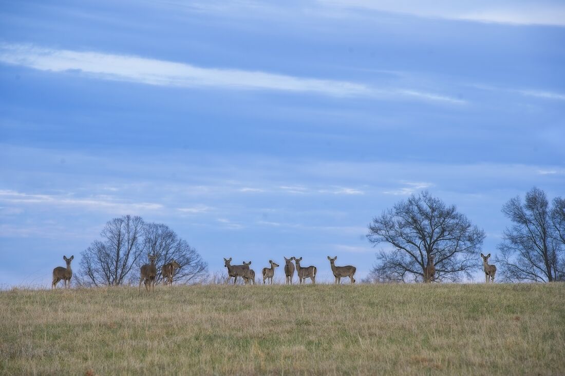 A Loudoun Moment: Whitetail Deer on the Ridge | A Loudoun Moment ...