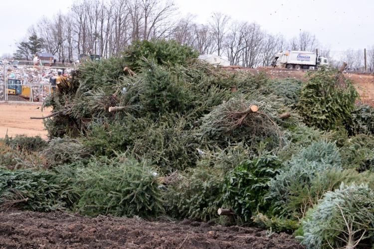 Loudoun’s Landfill Recycles Thousands of Christmas Trees Archives