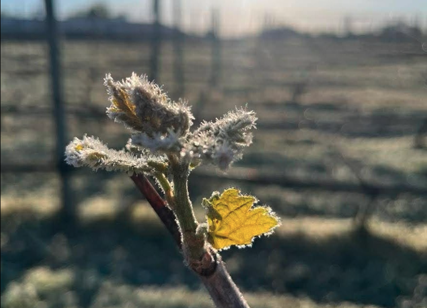 Budding Wine Crop Hard Hit by Freeze
