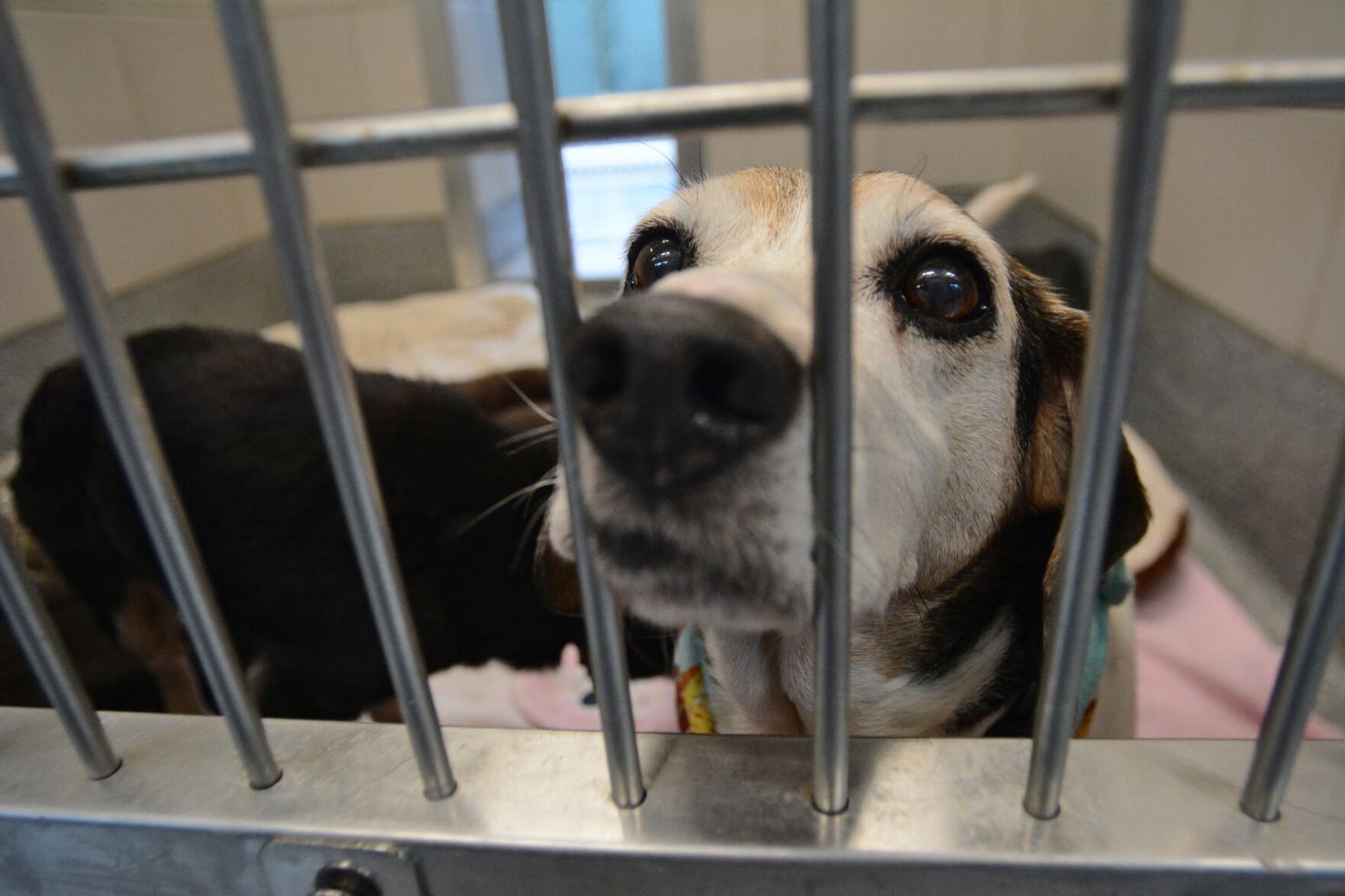 Loudoun Animal Services Plans ‘Clear the Shelter’ Free Adoptions
