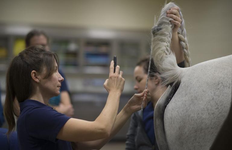 Not Just a Horse Hospital Equine Medical Center at the Forefront of Technology Archives