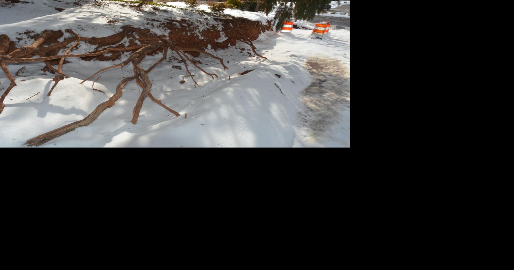 Morven Park Road Project Focuses on Tree Protection | Leesburg ...